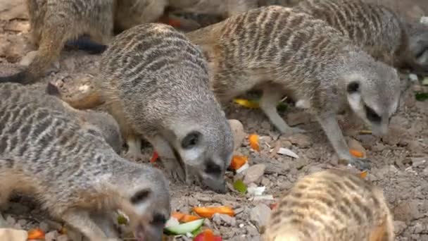 Lustige Erdmännchen Die Einem Sonnigen Sommertag Zoo Energisch Gemüse Und — Stockvideo