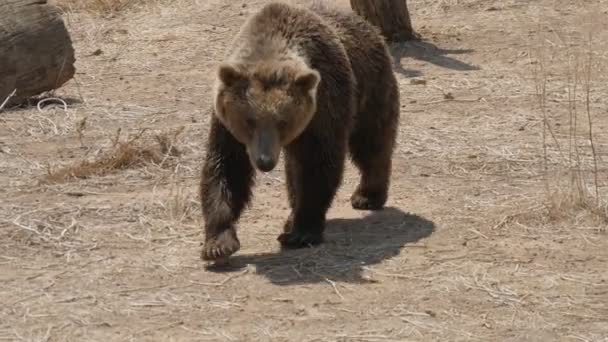 Orso Bruno Che Altro Modo Allegro Una Spiaggia Sabbia Estate — Video Stock