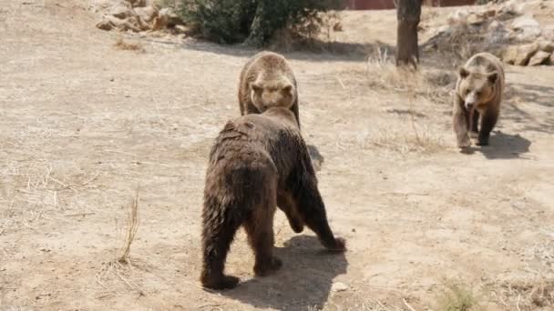 3匹のヒグマが夏の砂浜で一緒に歩いて遊んでいる 夏の晴れた日に3匹の素敵な濡れたヒグマが移動し 社交的になり 一緒に遊んでいます 元気で元気そうに見える — ストック動画