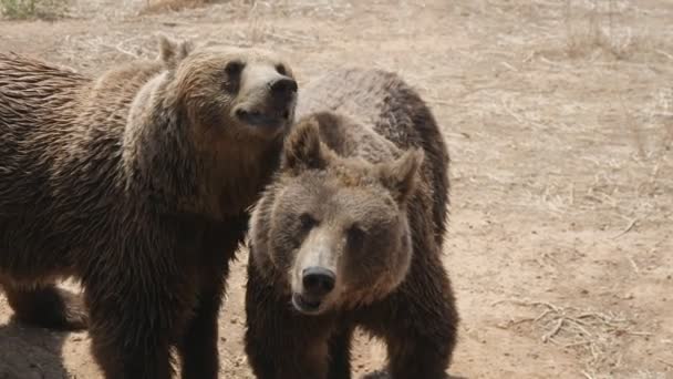 2匹のヒグマが夏の砂浜で一緒に立って遊んでいる 2匹の陽気な濡れたヒグマが立って 夏の晴れた日に砂の池の海岸で一緒に遊んでいます 素敵で面白そう — ストック動画