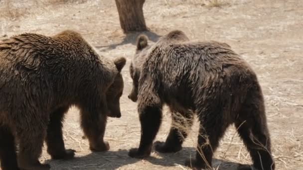 2匹のヒグマが夏の砂浜で一緒に歩いて遊んでいる 夏の晴れた日に 2匹の濡れたヒグマが立ち 一緒に遊んでいます おかしな顔をする — ストック動画