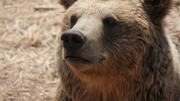 Urso Marrom Grande Cheirando Torno Banco Piscina Áspera Dia Ensolarado — Vídeo de Stock