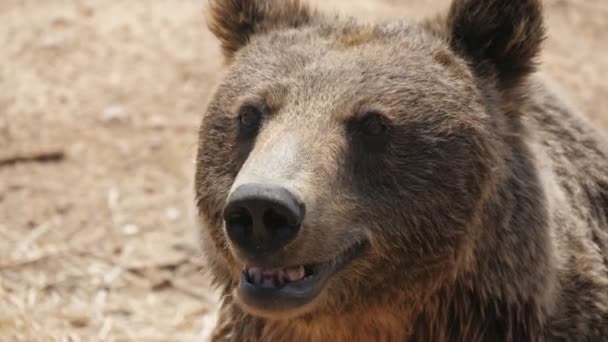 夏の晴れた日に砂の銀行の周りに臭い大きなヒグマ何かを匂いと夏の晴れた日に砂のプールの銀行に鼻を移動する大きなヒグマの素晴らしいクローズアップ それはアクティブな 健康で面白い見えます — ストック動画