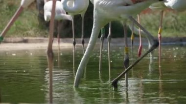 Birçok beyaz ve pembe flamingoes yaz güneşli bir günde yeşil havuzda gidiyor Beyaz ve pembe flamingoes bir grup etkileyici görünümü boyunlarını indiren ve yaz aylarında güneşli bir günde bir hayvanat bahçesinde yeşil bir gölet kurbağa ve balık arayan