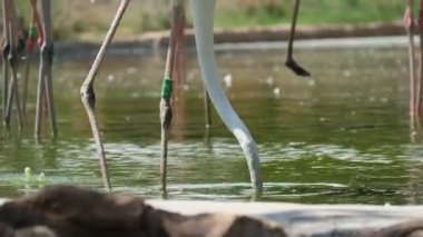 Egzotik flamingoes bir gölde yürüyüş ve yaz aylarında güneşli bir günde balık arayan Beyaz ve gül flamingoes uzun boyunlu yaz güneşli bir günde bir havuzda yiyecek arayan. Komik, orijinal ve güzel görünüyorlar..