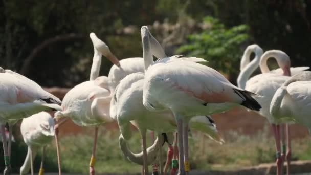 Groupe de flamants roses et blancs nettoyant leur plume dans un étang vert en été Vue magnifique d'un groupe de flamants roses et blancs frottant et nettoyant leur plume avec des becs ondulés dans un poisson vert dans un zoo par une journée ensoleillée en été 