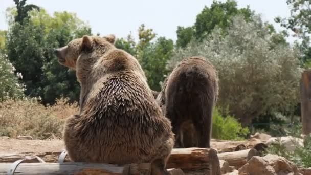 2匹のクマが夏の動物園の池の土台の上を歩いている 夏の晴れた日に動物園で緑の木があるプールバンクに座って木製の丸太を見る素晴らしい眺め 天気は風が強い — ストック動画