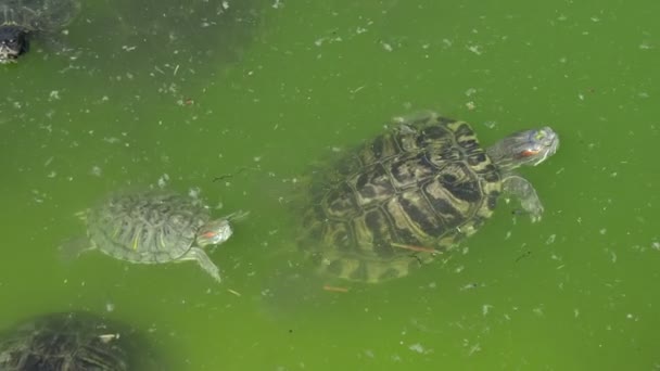 Einige Gepunktete Schildkröten Schwimmen Einem Grünen Teich Einem Sonnigen Tag — Stockvideo