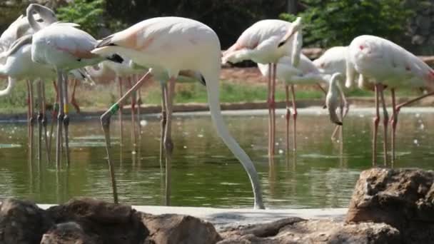 Groupe de flamants roses et blancs marchant dans la piscine verte par une journée ensoleillée en été Vue étonnante d'un groupe de flamants roses et blancs baissant le cou et recherchant des grenouilles et des poissons dans une piscine verte dans un zoo par une journée ensoleillée en été 