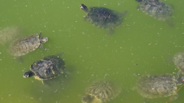 夏天阳光明媚的日子里 几只斑点海龟在绿池里游泳 他们正在寻找食物和看起来活跃 — 图库视频影像