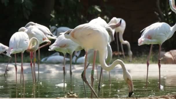 Rebanho Flamingo Branco Rosa Caminhando Lagoa Verde Dia Ensolarado Verão — Vídeo de Stock