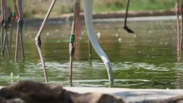 Flamants roses exotiques marchant dans un lac et cherchant du poisson par une journée ensoleillée en été Vue passionnante sur les flamants roses et blancs à long cou cherchant de la nourriture dans un étang par une journée ensoleillée en été. Ils ont l'air drôle, original et beau .