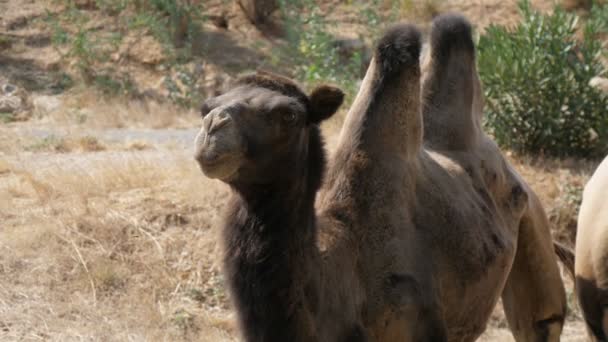 Забавный Двухгорбый Верблюжий Кольт Оглядывающийся Зоопарке Солнечный День Летом Удивительный — стоковое видео