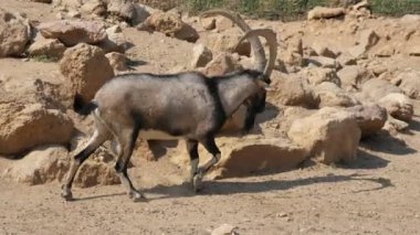 Yaz aylarında güneşli bir günde bir hayvanat bahçesinde taşlar arasında yürüyen uzun boynuzları ile büyük keçi Yaz güneşli bir günde bir hayvanat bahçesinde taşlar arasında gidiyor uzun ve kıvrımlı boynuzları ile büyük bir gri ve siyah keçi heyecan verici görünümü. Cesur ve komik görünüyor..