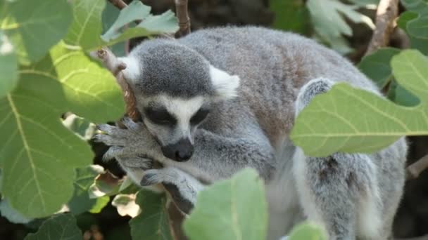 Przyjemny Lemur Trzymając Gałązkę Spanie Zielonym Drzewie Słoneczny Dzień Lecie — Wideo stockowe