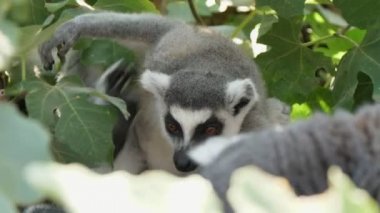 Aktif lemur yaz aylarında büyük bir yeşil ağaç bir ayak ile onun tarafında çizilme Uzun siyah ve beyaz kuyruk ile gri bir lemur komik görünümü yaz güneşli bir günde büyük bir yapraklı ağaç bir arka pençe ile yan sürtünme. Enerjik görünüyor..