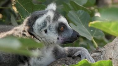 Bir lemur bir ağaç dalı üzerinde oturan ve yaz aylarında güneşli bir günde etrafa bakarak kalın bir ağaç dalı üzerinde oturan ve yaz aylarında güneşli bir günde etrafa bakan siyah beyaz lemur etkileyici görünümü. neşeli, akıllı ve enerjik görünüyor.