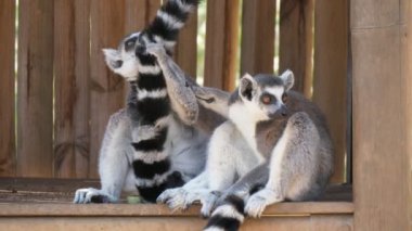 Ahşap bir barınakta oturan ve bir hayvanat bahçesinde uzun kuyrukları temizlik iki lemurlar ahşap bir kulübede oturan ve yaz aylarında güneşli bir günde bir hayvanat bahçesinde uzun kuyrukları temizlik iki siyah beyaz lemurlar neşeli görünümü. Komik ve güzel görünüyor..