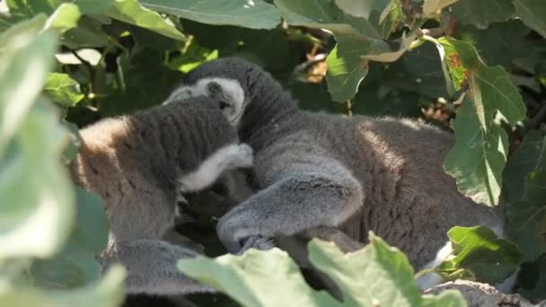 Funny Lemurer Spela Och Rengöring Päls Varandra Ett Lummigt Träd — Stockvideo