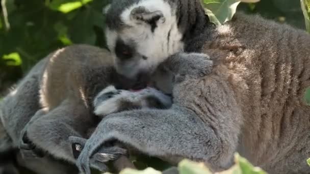 Anne Lemur Yaz Güneşli Bir Günde Yeşil Bir Ağaçta Oturan — Stok video