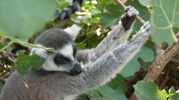 Mooie Lemur Houden Van Een Takje Slapen Een Lommerrijke Boom — Stockvideo