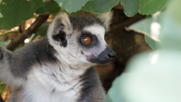 Grappig Lemur Zittend Een Boom Takje Rondkijken Een Zonnige Dag — Stockvideo