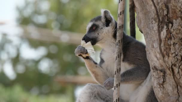Jeden Lemur Siedzi Gałęzi Drzewa Jeść Banana Słoneczny Dzień Lecie — Wideo stockowe