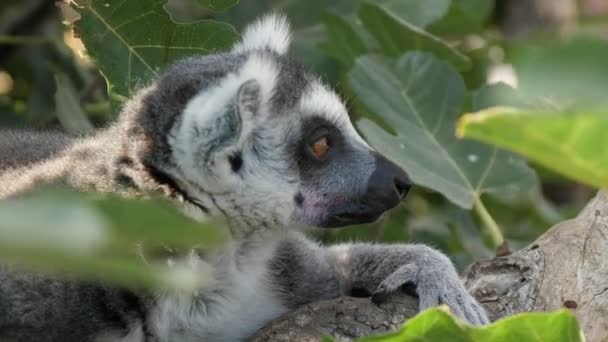 Jeden Lemur Siedzi Gałęzi Drzewa Rozglądając Się Słoneczny Dzień Lecie — Wideo stockowe
