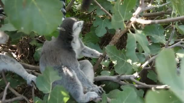 Twee Actieve Lemuren Zittend Ruikende Kruipen Een Lommerrijke Boom Zomer — Stockvideo