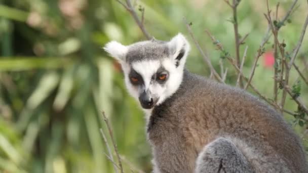 Een Actieve Lemur Zittend Ruikende Draait Zijn Hoofd Een Tak — Stockvideo