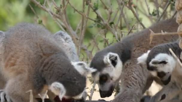 Tres Lémures Compiten Por Escarabajo Rojo Sentado Árbol Verde Zoológico — Vídeos de Stock