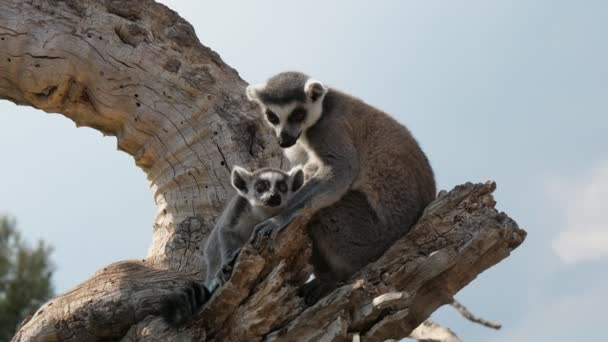 Twee Mooie Lemuren Zittend Een Droge Tak Rond Kijken Een — Stockvideo