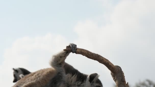 Ein Netter Lemur Sitzt Auf Einem Trockenen Zweig Und Beobachtet — Stockvideo