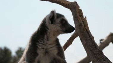 Komik bir lemur kuru bir dal üzerinde oturan ve merakla yaz aylarında bir ağacın kuru bir dal üzerinde oturan ve yaz aylarında güneşli bir günde vahşi bir alanda etrafında izlerken siyah ve beyaz lemur etkileyici görünümü etrafa bakıyor. Bir şey kokuyor..