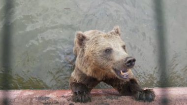 Büyük kahverengi ayı bir havuzda duran ve yavaş hareket büyük bir kahverengi ayı komik görünümünde bir hayvanat bahçesinde bir şey yeme havuzda ayakta ve yavaş çekim de yaz güneşli bir günde neşeyle bir şey yeme. neşeli ve ilham verici görünüyor.