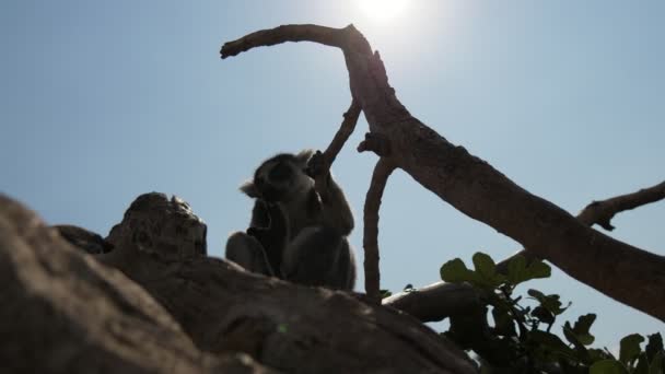 一只欢快的狐猴坐在一根干树枝上 好奇地环顾四周 一只黑白狐猴坐在一棵树的干树枝上 在夏天的阳光明媚的日子里在野外四处观景 看起来很有趣 — 图库视频影像