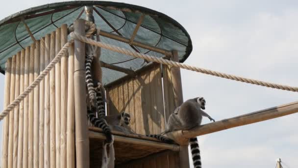 여름에 동물원의 매달려 재미있는 여우원숭이가 여름의 화창한 동물원에서 줄무늬 여우원숭이를 — 비디오