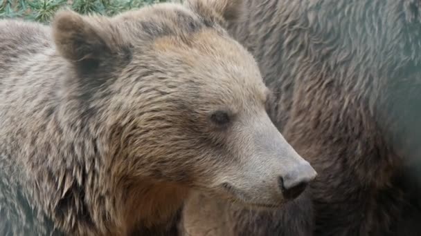 Big Bears Standing Smelling Something Zoo Sunny Day Summer Cheerful — Stock Video