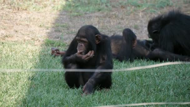 夏の晴れた日に動物園の芝生の上に横たわって座っているいくつかのチンパンジーは 夏の晴れた日に動物園の緑の芝生の上に座って リラックスして 横たわって 彼らの生活を楽しんでいる3人のチンパンジーの陽気な眺め 気分がいい — ストック動画