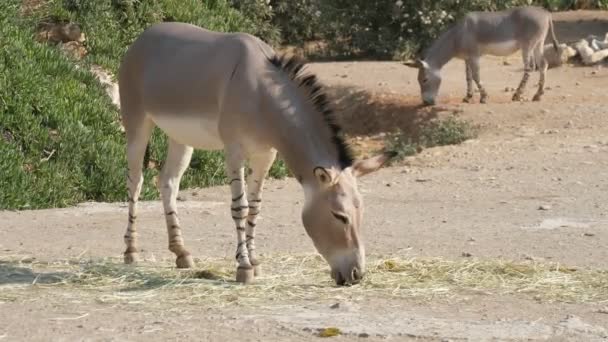 Two Donkeys Walking Grazing Straw Countryside Sunny Day Summer Cheery — Stock Video