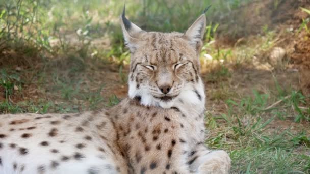 Lince Manchado Feliz Deitado Balançando Cabeça Com Rosto Sorridente Grande — Vídeo de Stock