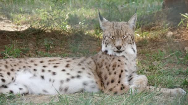 陽気なオオカミが横たわって 夏の晴れた日に動物園で頭の上に笑顔で頭を振っている大きな発見されたオオヤマネコの面白い眺めで 笑顔で頭を振っているのを見つけました — ストック動画