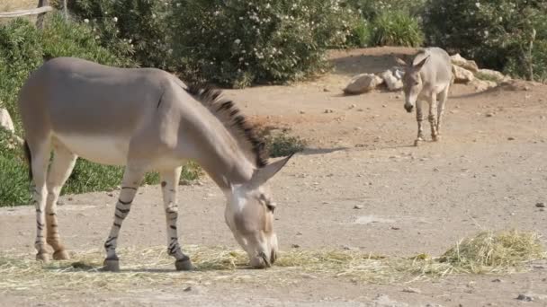 夏天阳光明媚的日子里 两头驴在乡间散步和放牧草 在夏天的晴天 两头灰毛驴一起在乡间吃草 他们看起来友好和有趣 — 图库视频影像