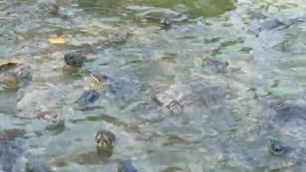 Active Small Colorful Turtles Creeping Each Other Fighting Food Farm — Stock Video