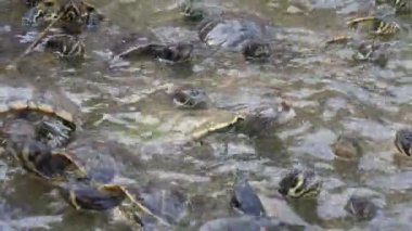 Enerjik küçük renkli kaplumbağalar birbirlerine sürünen ve boyunlarını uzanan küçük renkli kaplumbağalar düzinelerce yiyecek Neşeli görünümü için mücadele, birbirlerinin kabukları üzerinde tırmanma ve yaz aylarında güneşli bir günde yemek için mücadele. 