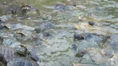 Aktif küçük renkli kaplumbağalar birbirlerine sürünerek ve yemek için mücadele Boyunlarını uzanan küçük renkli kaplumbağalar yüzlerce neşeli görünümü, birbirlerinin kabukları üzerinde sürünen ve yaz aylarında güneşli bir günde yemek için mücadele. 