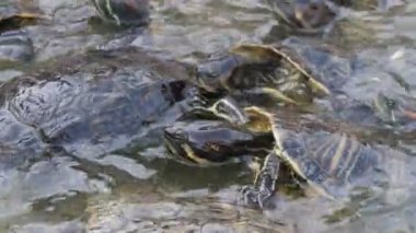 Enerjik küçük benekli kaplumbağalar birbirlerine sürünen ve yiyecek için bekleyen birçok küçük renkli kaplumbağalar boyunlarını uzanan komik görünümü. birbirlerinin kabukları üzerinde sürünen ve yaz aylarında güneşli bir günde yemek için mücadele. 