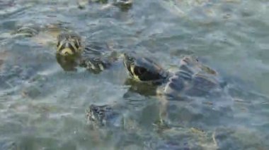Güzel küçük renkli sürüngenler bekleyen ve yaz aylarında bir su çiftliğinde yiyecek arayan küçük renkli kaplumbağalar onlarca muhteşem görünümü arayan ve yaz aylarında güneşli bir çiftlikte özel bir çiftlikte plashing sularda yiyecek bekliyor. Neşeli görünüyorlar..