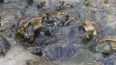 Enerjik küçük kaplumbağalar arayan ve yaz aylarında bir deniz çiftliğinde yiyecek yeme Yaz güneşli bir günde özel bir çiftlikte parçalama sularında yiyecek arayan ve yemek yiyen düzinelerce küçük benekli kaplumbağalar etkileyici görünümü. Aktif ve komik görünüyorlar..