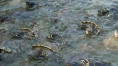 Aktif küçük kaplumbağalar arayan ve yaz aylarında bir çiftlikte havuz sıçramagıda yeme Çok sayıda küçük kaplumbağalar arayan ve yaz aylarında güneşli bir günde özel bir çiftlikte köpüren suda yiyecek yeme meraklı görünümü. Enerjik görünüyorlar..